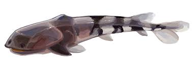 Attēlu rezultāti vaicājumam “Placodermi”