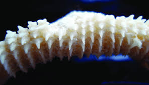 Image result for Mustelus asterias