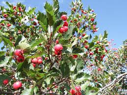 Attēlu rezultāti vaicājumam “Crataegus chrysocarpa”