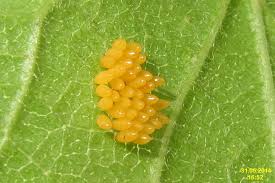 Attēlu rezultāti vaicājumam “Adalia bipunctata imago”