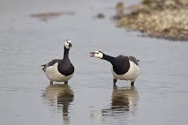 Attēlu rezultāti vaicājumam “Branta leucopsis adult”