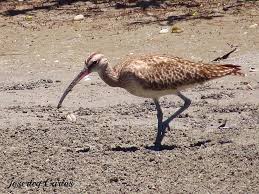 Image result for Numenius hudsonicus