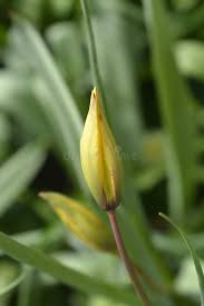 Attēlu rezultāti vaicājumam “Tulipa sylvestris bud”
