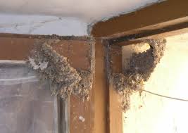 Attēlu rezultāti vaicājumam “Delichon urbicum nest”