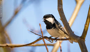 Attēlu rezultāti vaicājumam “Periparus ater”