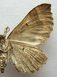 Attēlu rezultāti vaicājumam “Pelurga comitata”