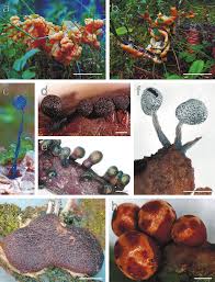 Attēlu rezultāti vaicājumam “Cribraria macrocarpa stalked”