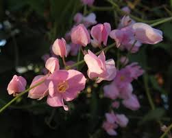 Attēlu rezultāti vaicājumam “Polygonaceae”