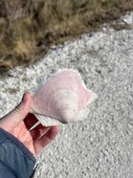 Image result for Placopecten magellanicus