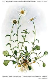 Attēlu rezultāti vaicājumam “Leucanthemum vulgare”