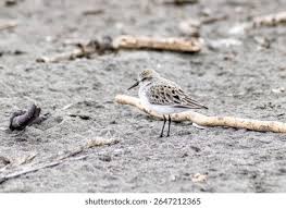 Image result for Calidris pusilla