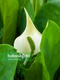 Attēlu rezultāti vaicājumam “Calla palustris leaf”