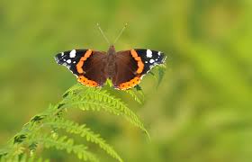 Attēlu rezultāti vaicājumam “Vanessa atalanta upperside”