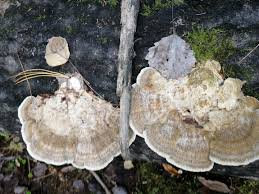 Attēlu rezultāti vaicājumam “Trametes”