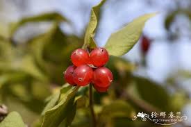 Attēlu rezultāti vaicājumam “Lonicera ferdinandii”