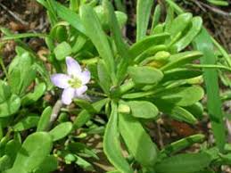 Attēlu rezultāti vaicājumam “Lycogala roseosporum sessile”