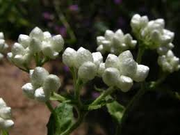 Attēlu rezultāti vaicājumam “Gnaphalium sylvaticum flower”