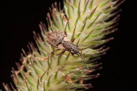 Attēlu rezultāti vaicājumam “Nithecus jacobaeae”