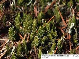 Attēlu rezultāti vaicājumam “Dicranum spurium”