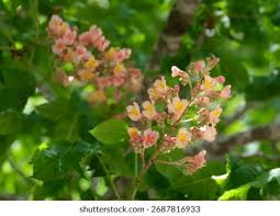 Attēlu rezultāti vaicājumam “Aesculus x hybrida flower”