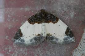 Attēlu rezultāti vaicājumam “Mesoleuca albicillata”