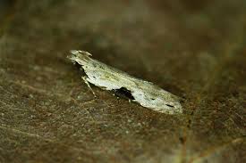 Attēlu rezultāti vaicājumam “Hypatima rhomboidella”