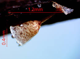 Attēlu rezultāti vaicājumam “Craterium leucocephalum var. scyphoides”