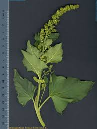 Attēlu rezultāti vaicājumam “Chenopodium bonus-henricus”