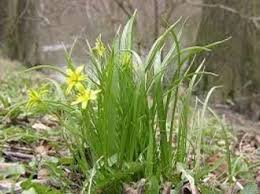 Attēlu rezultāti vaicājumam “Gagea lutea bud”