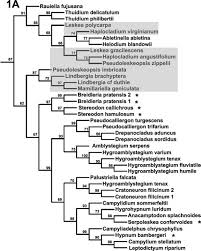Attēlu rezultāti vaicājumam “Breidleria pratensis”