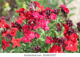 Attēlu rezultāti vaicājumam “Erysimum hieracifolium flower”