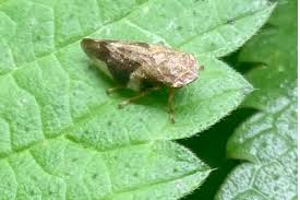 Attēlu rezultāti vaicājumam “Aphrophora alni imago”