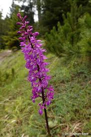 Attēlu rezultāti vaicājumam “Orchis mascula”