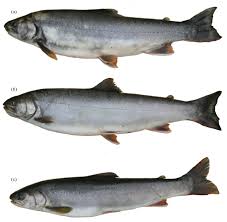 Image result for Salvelinus malma