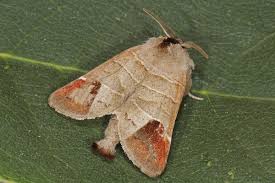 Attēlu rezultāti vaicājumam “Clostera pigra”