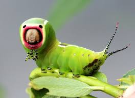 Attēlu rezultāti vaicājumam “Cerura vinula larva”