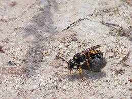 Attēlu rezultāti vaicājumam “Cerceris arenaria”