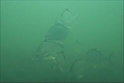 Image result for Eugerres plumieri