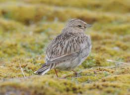 Image result for Calandrella rufescens