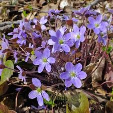 Attēlu rezultāti vaicājumam “Hepatica nobilis leaf”