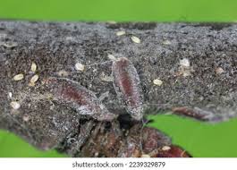 Attēlu rezultāti vaicājumam “Lepidosaphes ulmi imago”