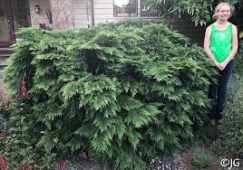 Attēlu rezultāti vaicājumam “Chamaecyparis lawsoniana”