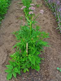 Image result for Baldrian