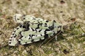 Attēlu rezultāti vaicājumam “Moma alpium”