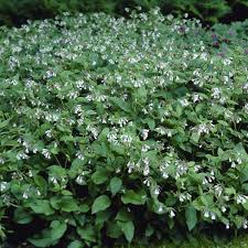 Attēlu rezultāti vaicājumam “Symphytum grandiflorum”