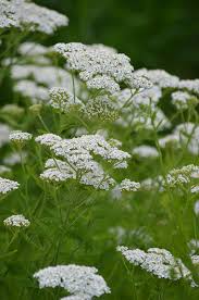 Attēlu rezultāti vaicājumam “Achillea salicifolia flower”