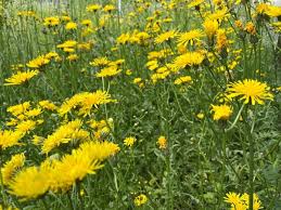 Attēlu rezultāti vaicājumam “Crepis biennis”