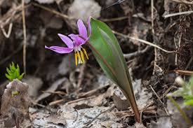 Attēlu rezultāti vaicājumam “Erythronium sibiricum”