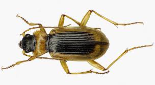 Attēlu rezultāti vaicājumam “Nebria livida”