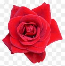 Image result for Red Rose Cc